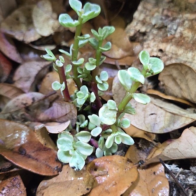Photo of the plant species Woodland Stonecrop by @FunNerveplant named Delilah on Greg, the plant care app