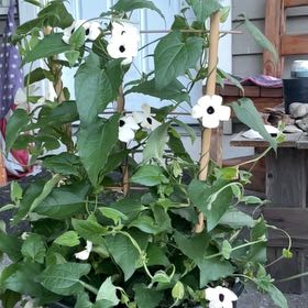 Photo of the plant species Blackeyed Susan Vine by @LitheTemptation named James Dean on Greg, the plant care app