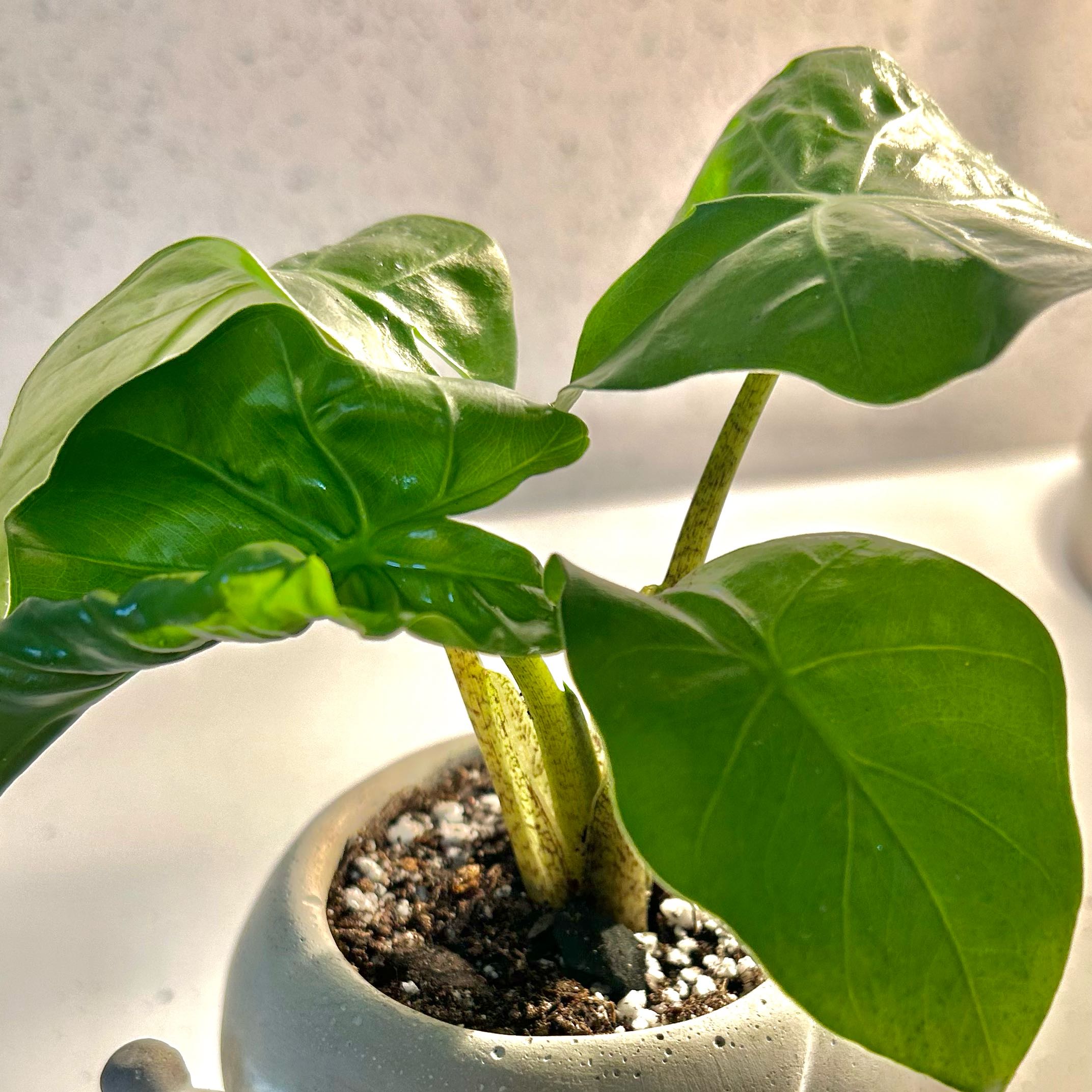 Healthy Alocasia 'Low Rider' plant with vibrant green leaves in a pot.