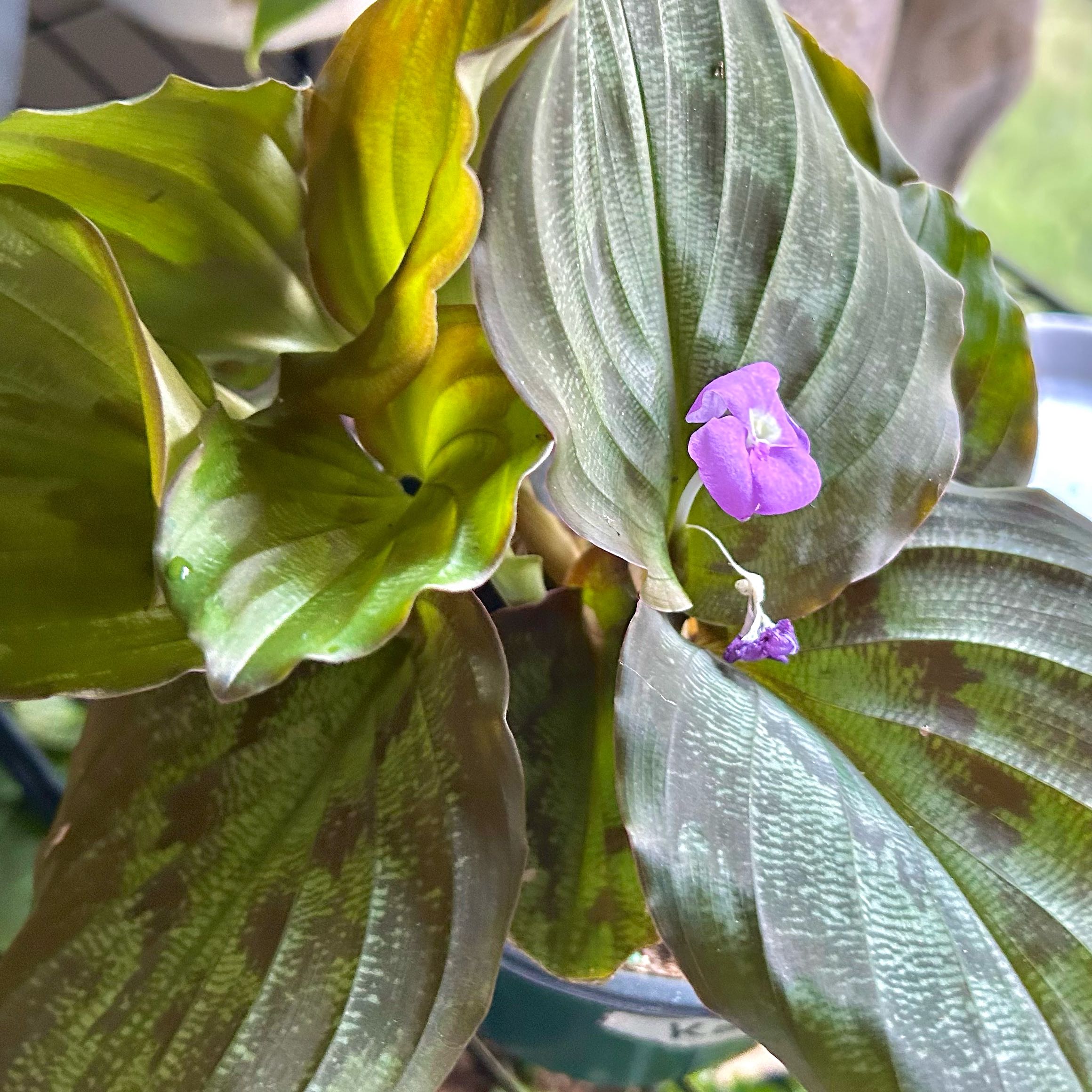 Photo of the plant species Silver Spot Peacock Ginger by @_3therea1_ named Joe on Greg, the plant care app