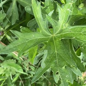 Photo of the plant species Musk Mallow by @BuffBluefescue named Forrest on Greg, the plant care app