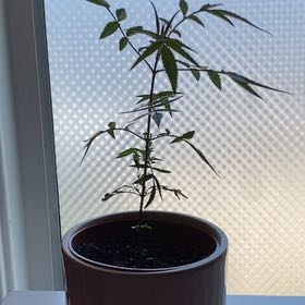 Photo of the plant species Lemmon's marigold by @HoneyLemmon named Honey Lemmon on Greg, the plant care app