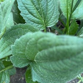 Photo of the plant species Chia by @JoysomeTokyosun named Shakira on Greg, the plant care app