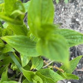 Photo of the plant species Common Dogwood by @JoysomeTokyosun named Aria on Greg, the plant care app