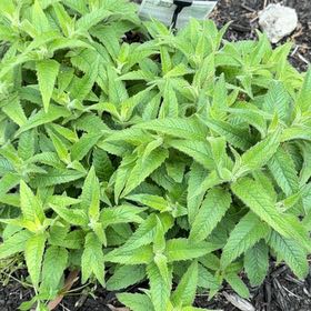 Photo of the plant species Horse Mint by @JoysomeTokyosun named Bieber on Greg, the plant care app