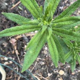 Photo of the plant species Butterfly Weed by @JoysomeTokyosun named Anne on Greg, the plant care app