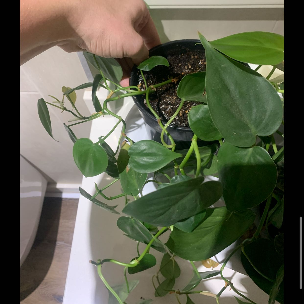 Photo of the plant species Philodendron scandon by @SilkyColocynth named Aristotle on Greg, the plant care app