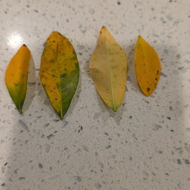 Photo of the plant species Pōhutukawa by @SaviorSedumogon named Anne on Greg, the plant care app