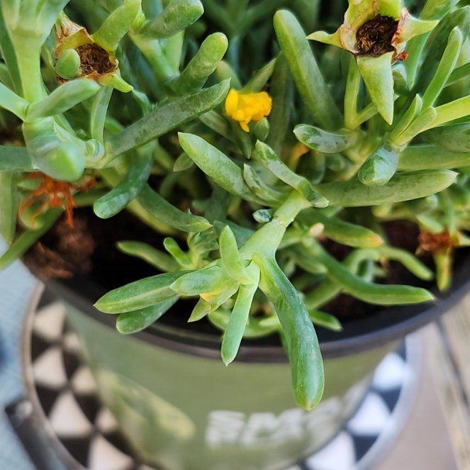 Photo of the plant species Hardy Yellow Ice Plant by @AthleteHopsedge named Sunny on Greg, the plant care app
