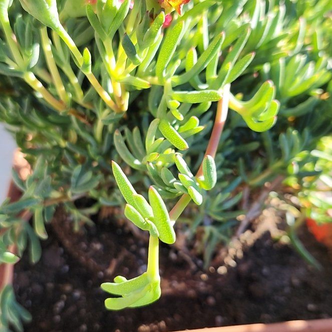 Photo of the plant species Trailing Ice Plant by @AthleteHopsedge named Harmony on Greg, the plant care app