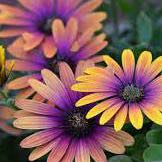 Photo of the plant species Zion Purple Sun by @FreeMirabilis named Orlando Bloom on Greg, the plant care app