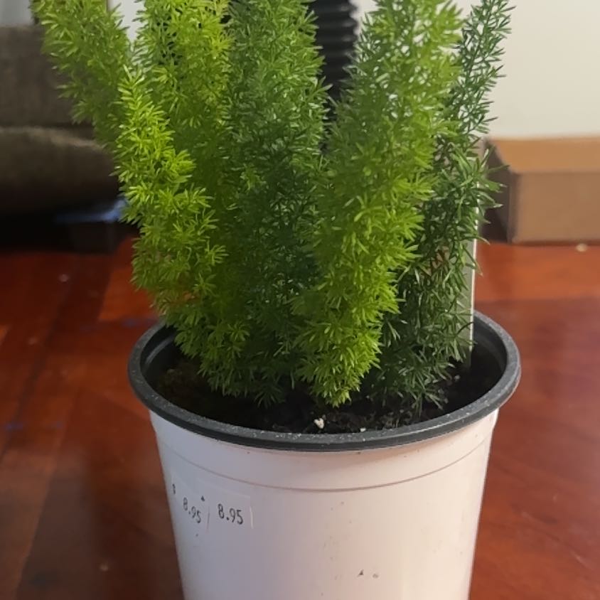 Photo of the plant species Variegated Foxtail Fern by @PotentRedbush named Foxy on Greg, the plant care app