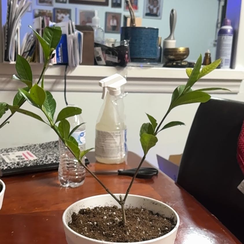Photo of the plant species Gardenia by @PotentRedbush named Walt Gardenia on Greg, the plant care app