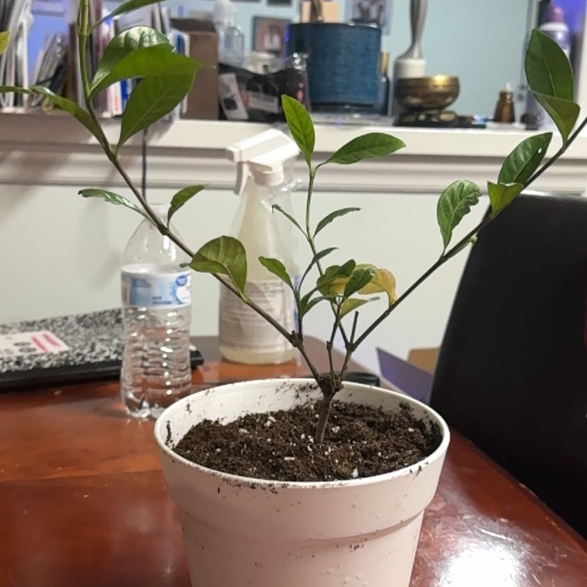 Photo of the plant species Gardenia by @PotentRedbush named Elle Gardenia on Greg, the plant care app