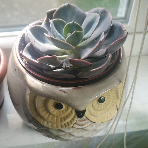Photo of the plant species Echeveria 'Pollux' by @GuruPeppermint named Captain Plant-it on Greg, the plant care app