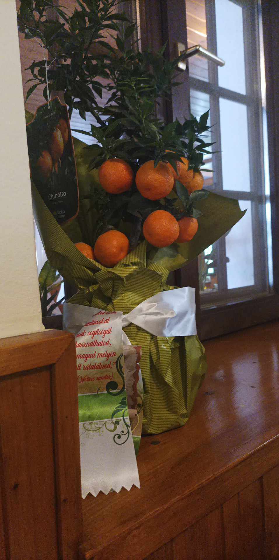 Photo of the plant species Chinotto by @IdealBabytoes named Winston on Greg, the plant care app