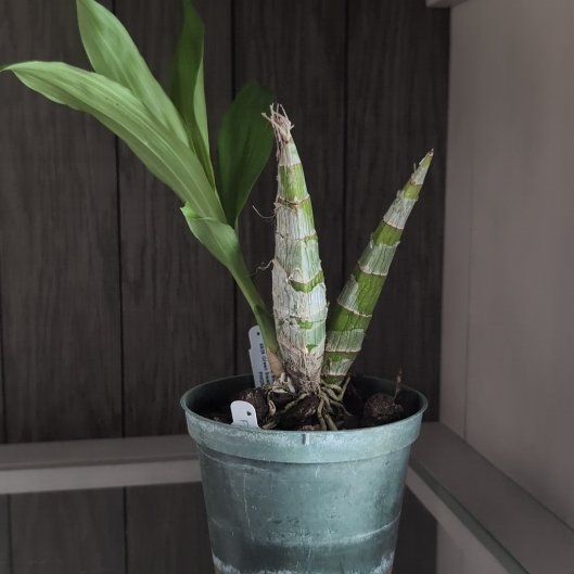 Photo of the plant species Black Pearl Orchid by @ProphetOleaster named Jack Sparrow on Greg, the plant care app