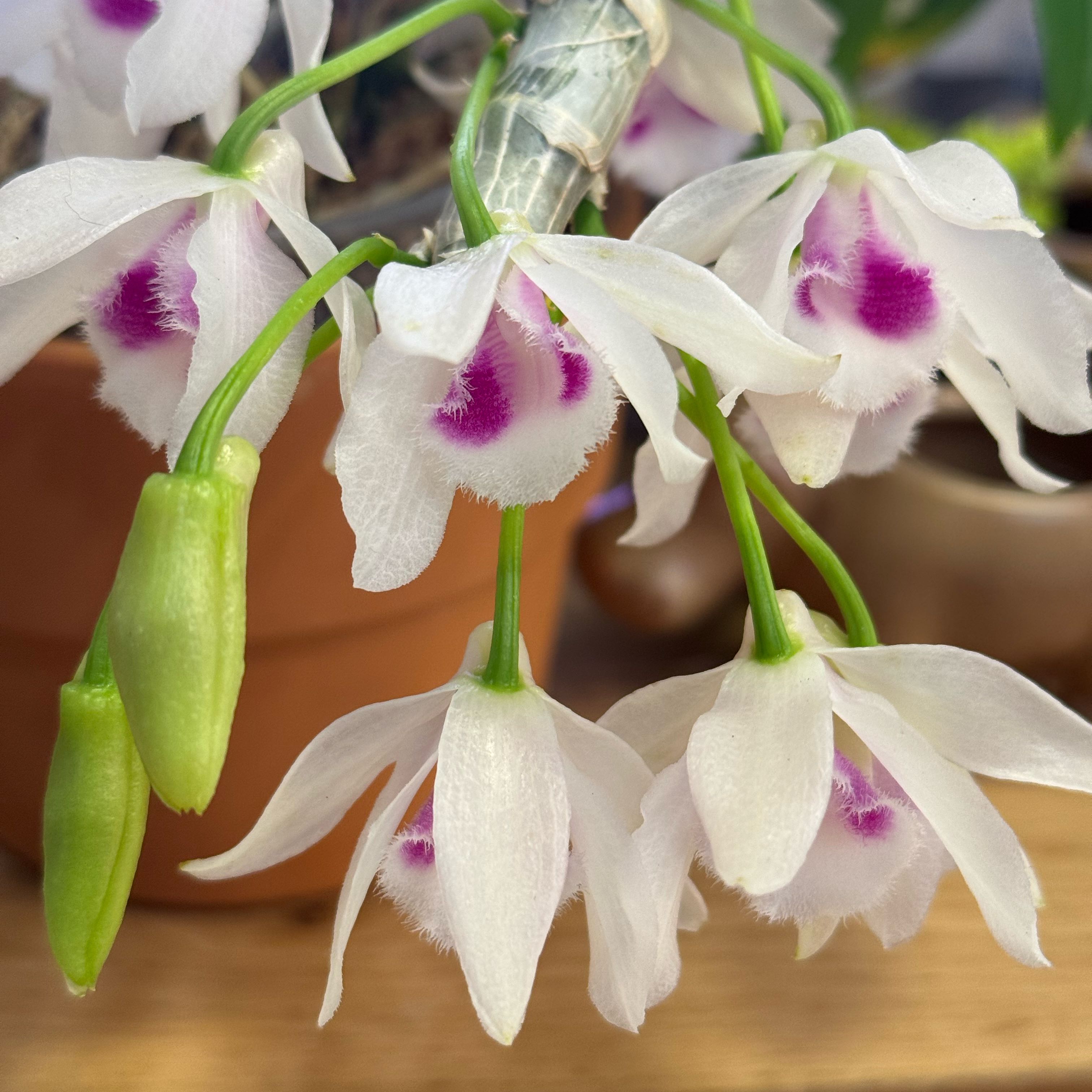 Photo of the plant species Hono Hono Orchid by @Kit_Kat named Aria on Greg, the plant care app
