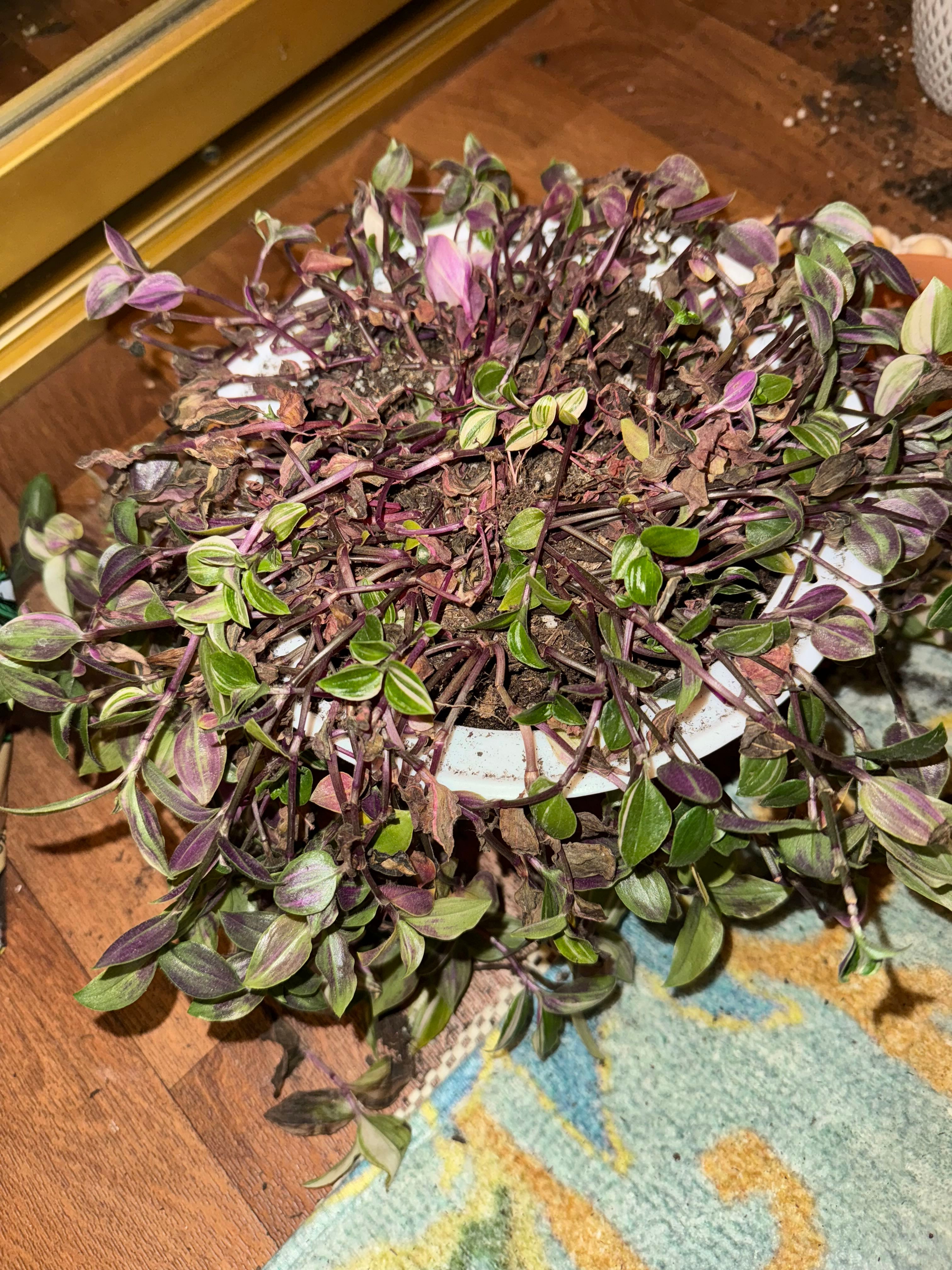 Striped Inch Plant Where to Plant ⛏️