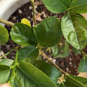 Photo of the plant species Key Lime Tree by @CaptainBeech named Tupot amaroot on Greg, the plant care app