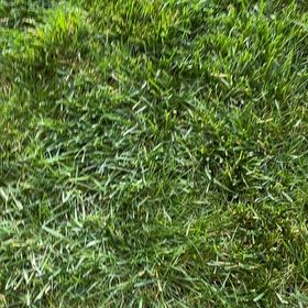 Photo of the plant species Smooth Meadowgrass by @CaptainBeech named Gates on Greg, the plant care app