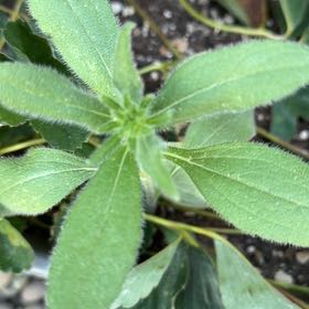 Photo of the plant species Blackeyed Susan by @CaptainBeech named Harmony on Greg, the plant care app