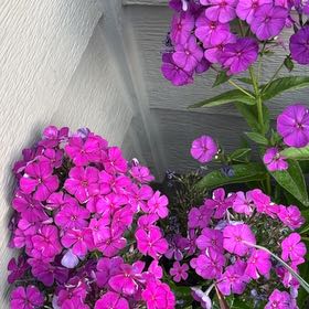 Photo of the plant species Drummond's Phlox by @CaptainBeech named Dolores on Greg, the plant care app