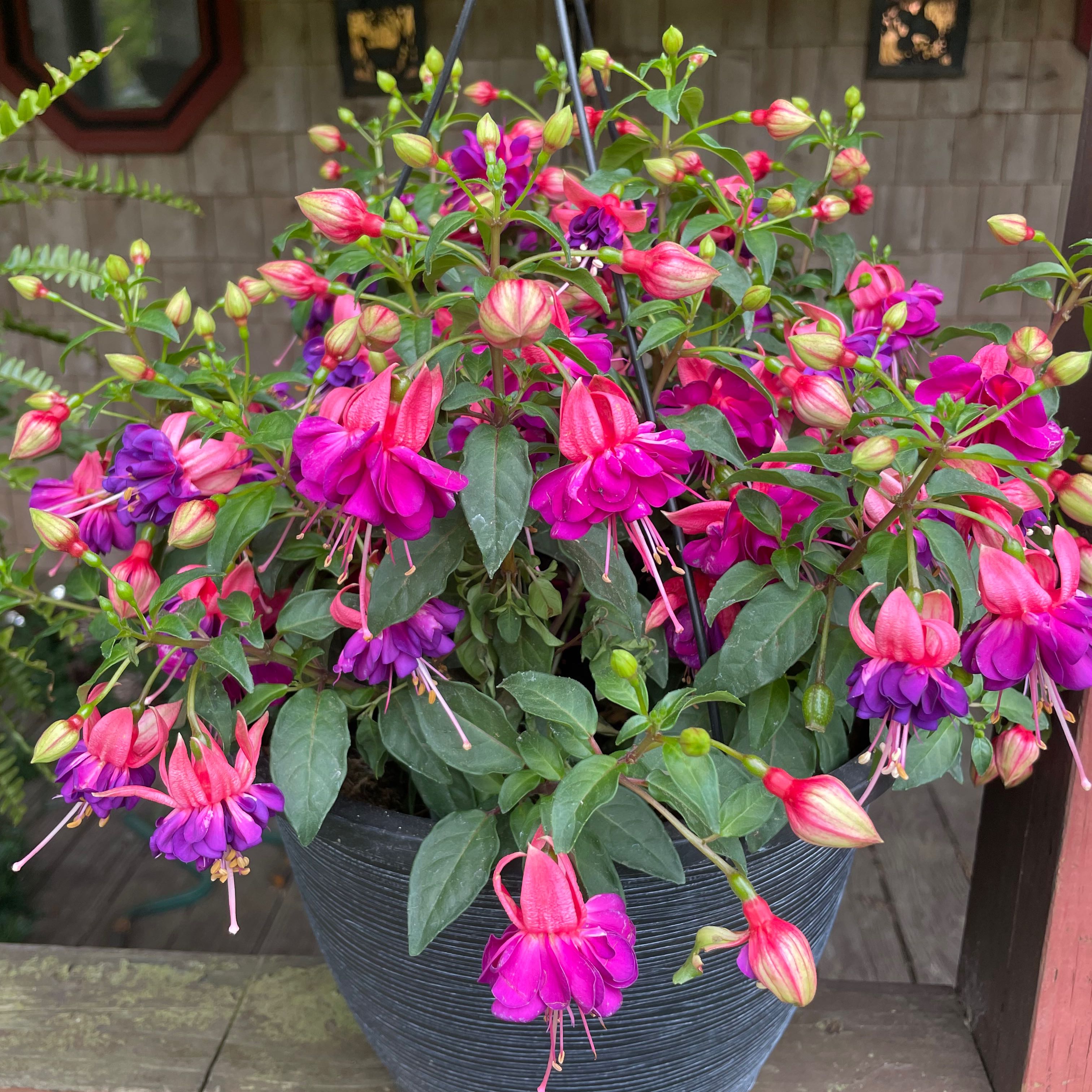 Vibrant Hummingbird Fuchsia plant in a pot with numerous colorful flowers.