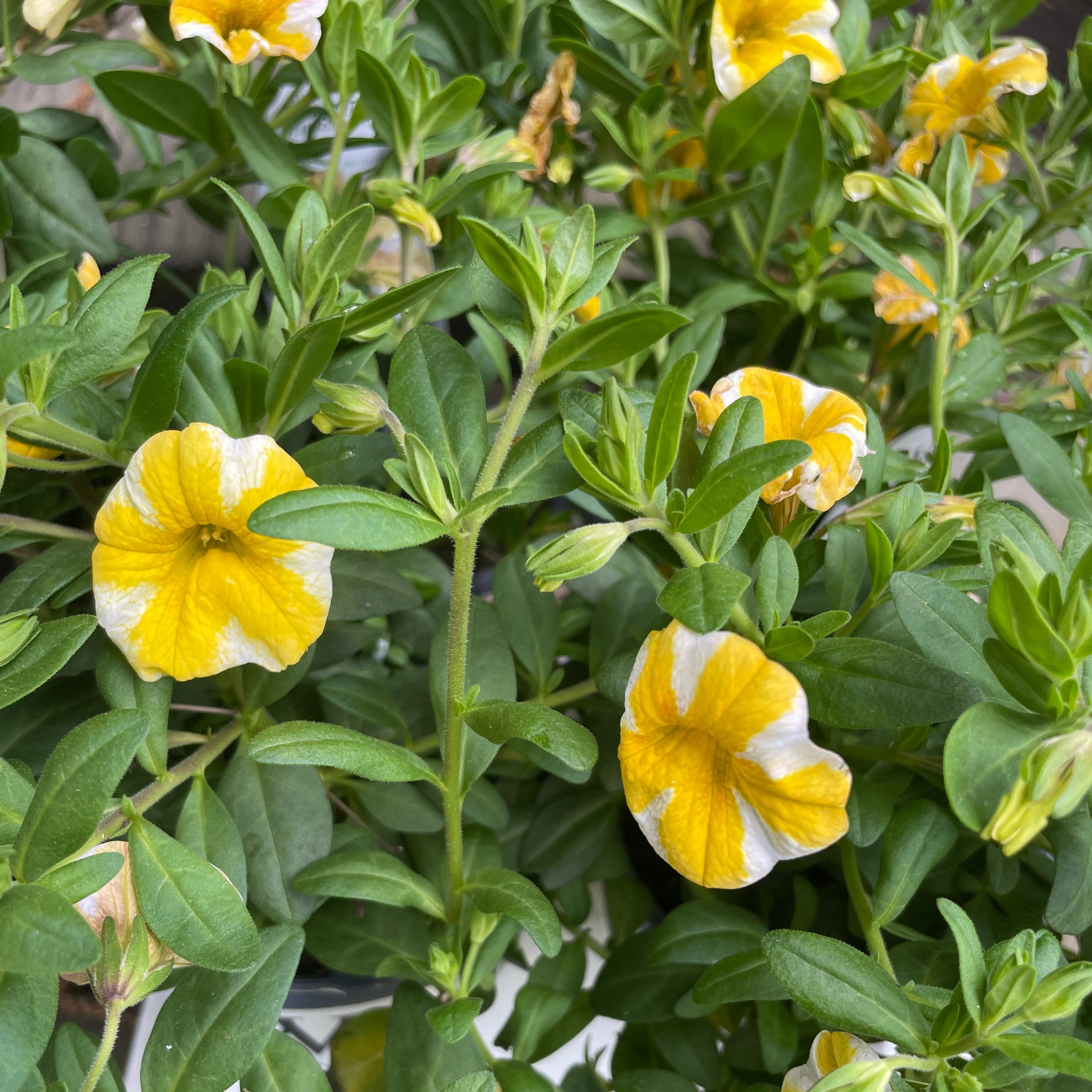 Photo of the plant species Superbells Lemon Slice Calibrachoa by Melanie named Dax on Greg, the plant care app