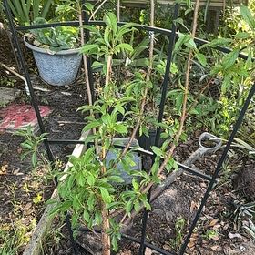 Photo of the plant species Bruce Plum by @ShowyMarimo named Sol on Greg, the plant care app