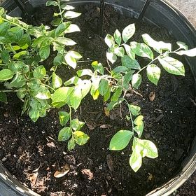 Photo of the plant species Emerald Blueberry by @ShowyMarimo named Sahara on Greg, the plant care app
