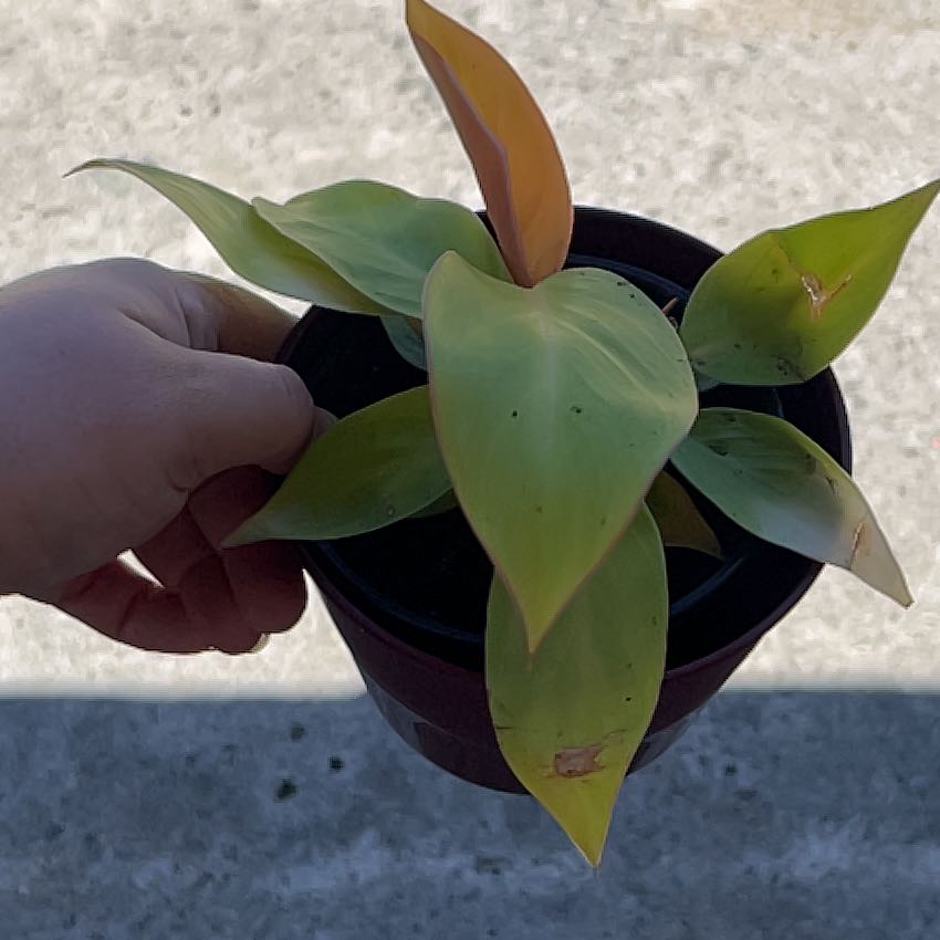Photo of the plant species Philodendron 'Prismacolor™ Sun Red' by @ZestYellowficus named Leonardo on Greg, the plant care app