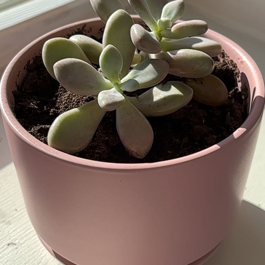 Photo of the plant species Pink Moonstones by @NicePalmgrass named Pink Moonstone on Greg, the plant care app