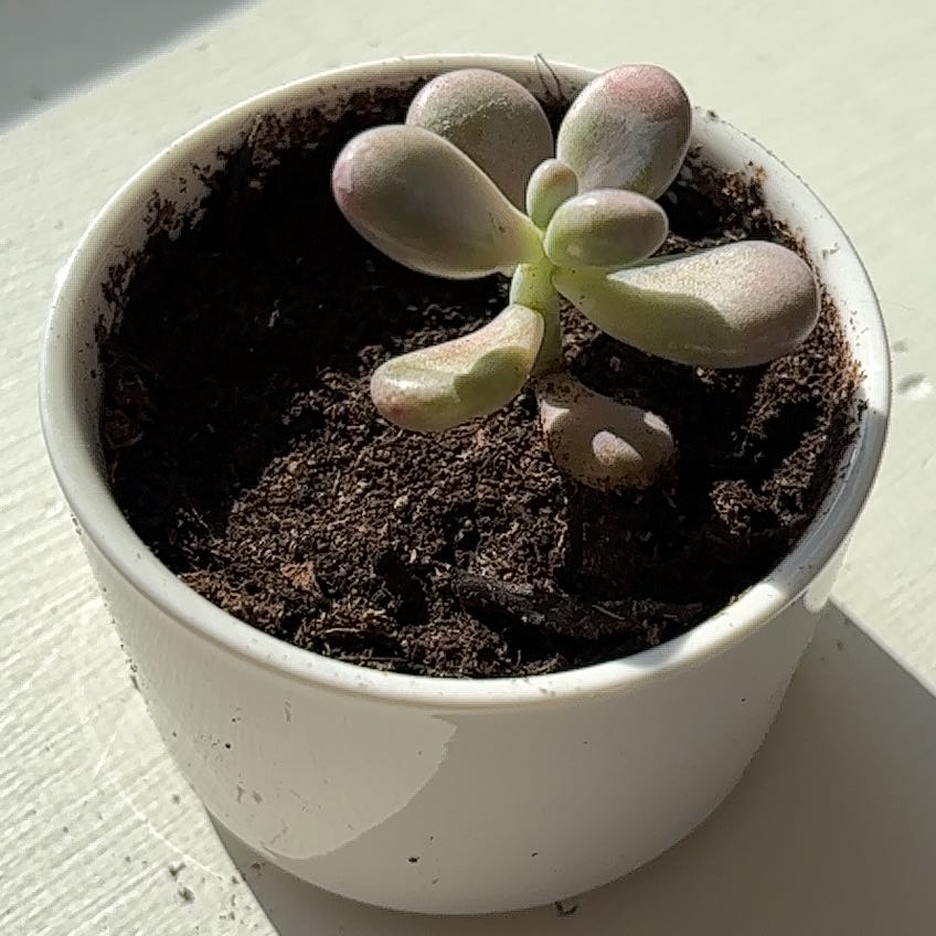 Photo of the plant species Pink Moonstones by @NicePalmgrass named Baby Pink Moonstone on Greg, the plant care app