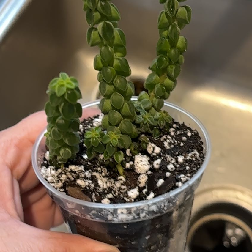 Photo of the plant species Columnar Peperomia by @NicePalmgrass named Scarlett on Greg, the plant care app