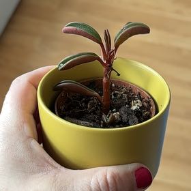 Photo of the plant species Taco Plant by @NicePalmgrass named Bella on Greg, the plant care app