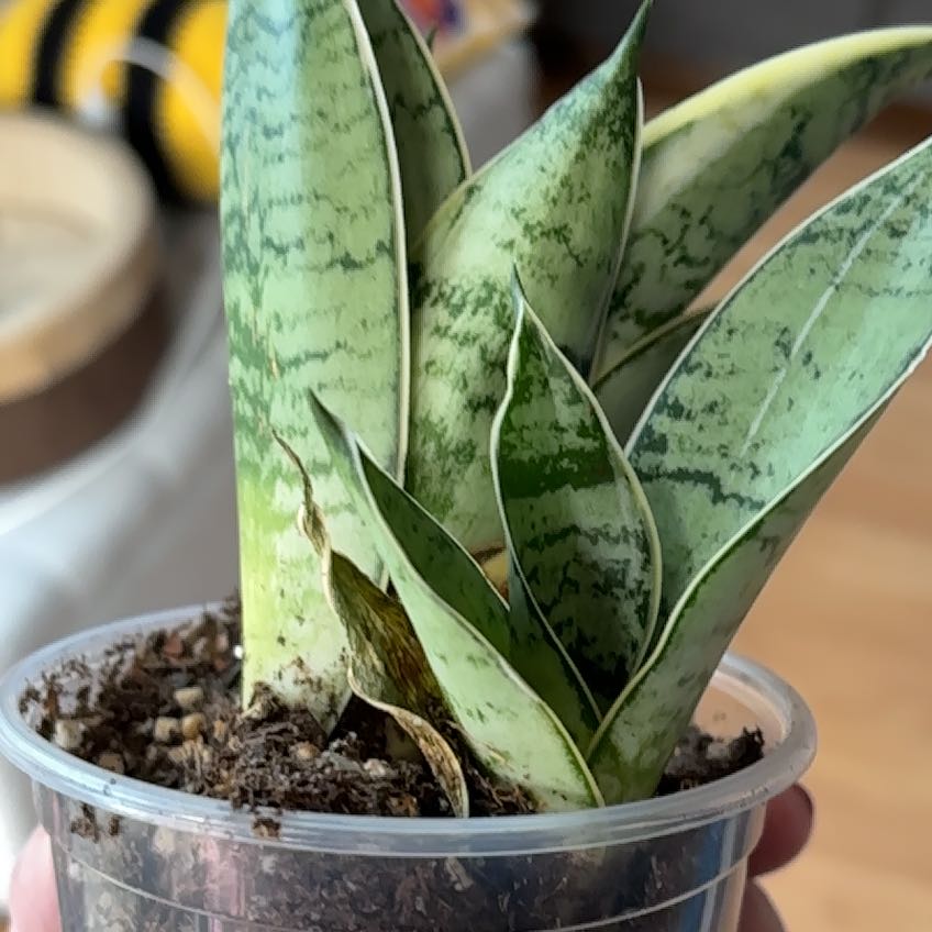 Photo of the plant species Snake Plant Silver Queen by @NicePalmgrass named Sliver Queen Snake on Greg, the plant care app