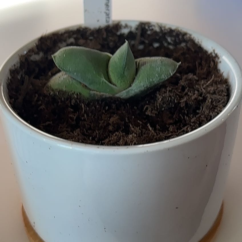 Photo of the plant species Kouga Gasteria by @NicePalmgrass named Ox Tongue on Greg, the plant care app