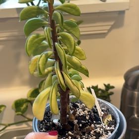 Photo of the plant species Taco Plant by @NicePalmgrass named Beckham on Greg, the plant care app