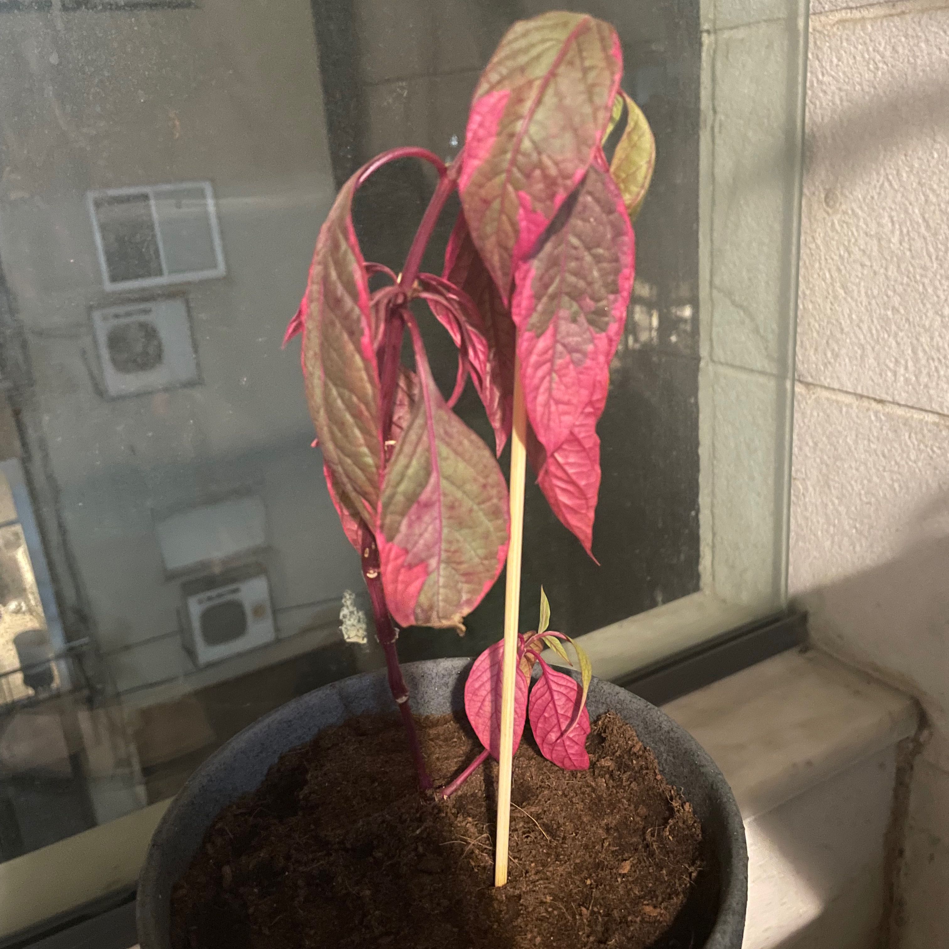 Potted Brazilian Joyweed plant with pink and green leaves near a window.