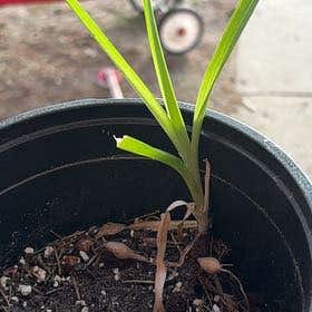 Photo of the plant species Orchid by @QuietPinkball named Tolkien on Greg, the plant care app