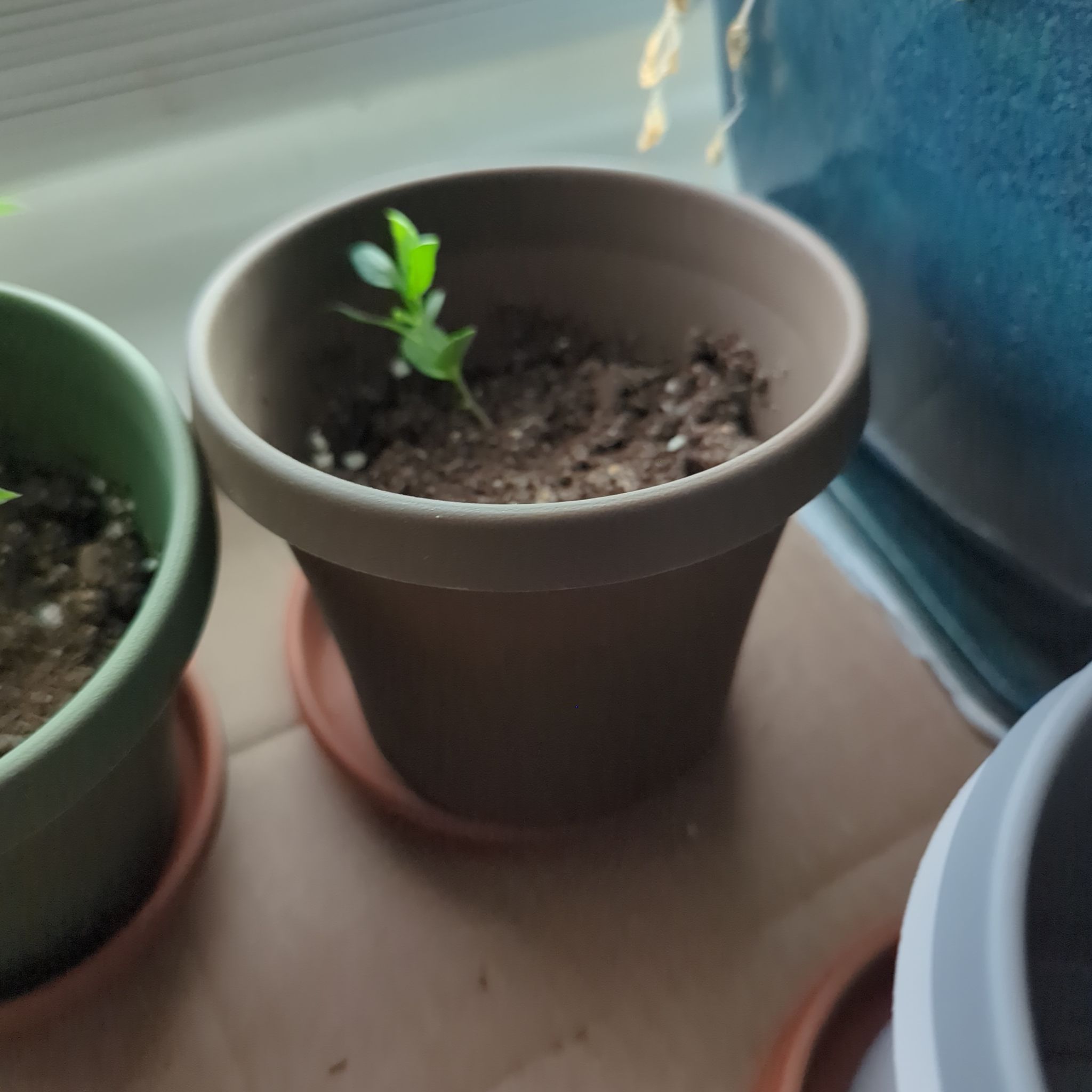 Photo of the plant species Ambrosia Apple Tree by @RelieverChamise named Woody on Greg, the plant care app