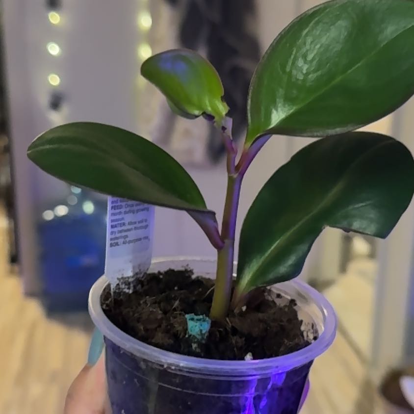 Photo of the plant species pixie peperomia orba by @HighGageanator named Bodhi on Greg, the plant care app