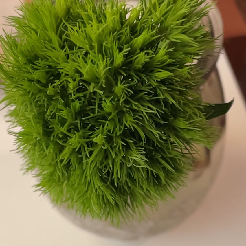 Photo of the plant species Large White-Moss by @HeirCentaury named Sigmund on Greg, the plant care app