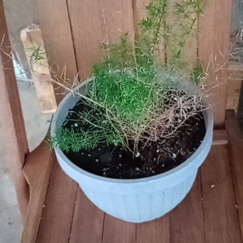 Photo of the plant species Foxtail millet by @ReverentTozzia named Fernie Mercury on Greg, the plant care app