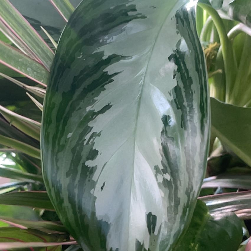 Photo of the plant species Echeveria 'Silver Queen' by @FoxyAngelwings named Bieber on Greg, the plant care app