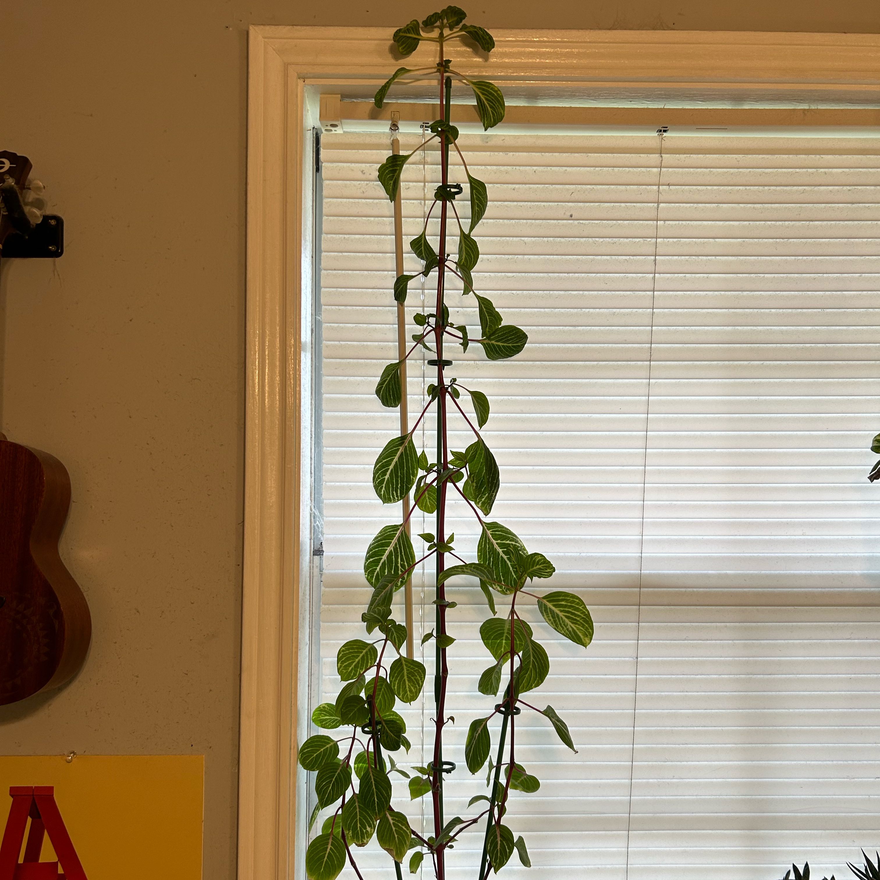 Photo of the plant species Bloodleaf Plant by @AdeptChainfern named Wall-E on Greg, the plant care app
