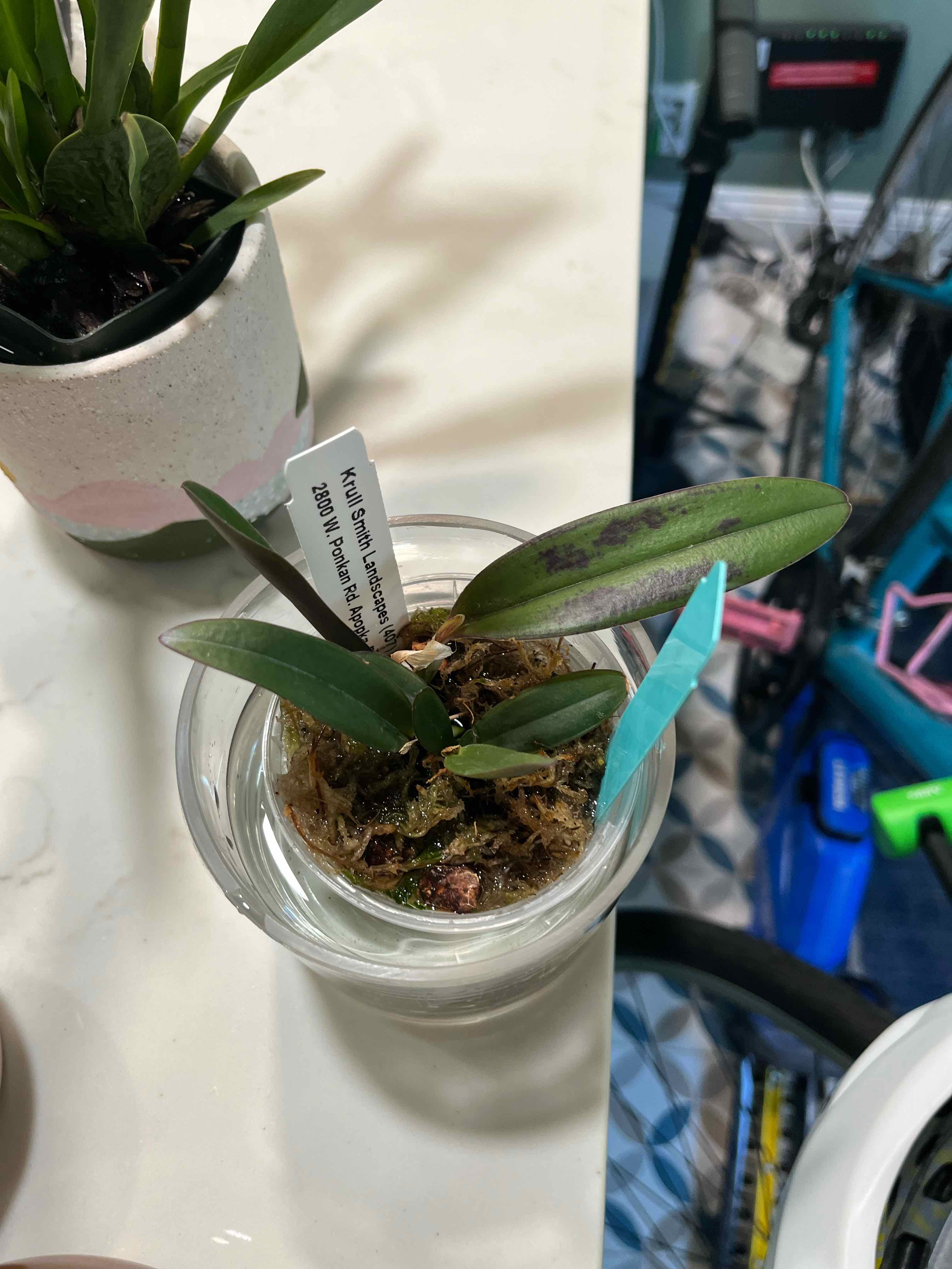Photo of the plant species Cattleya schilleriana by @Gabigoo named 4T on Greg, the plant care app