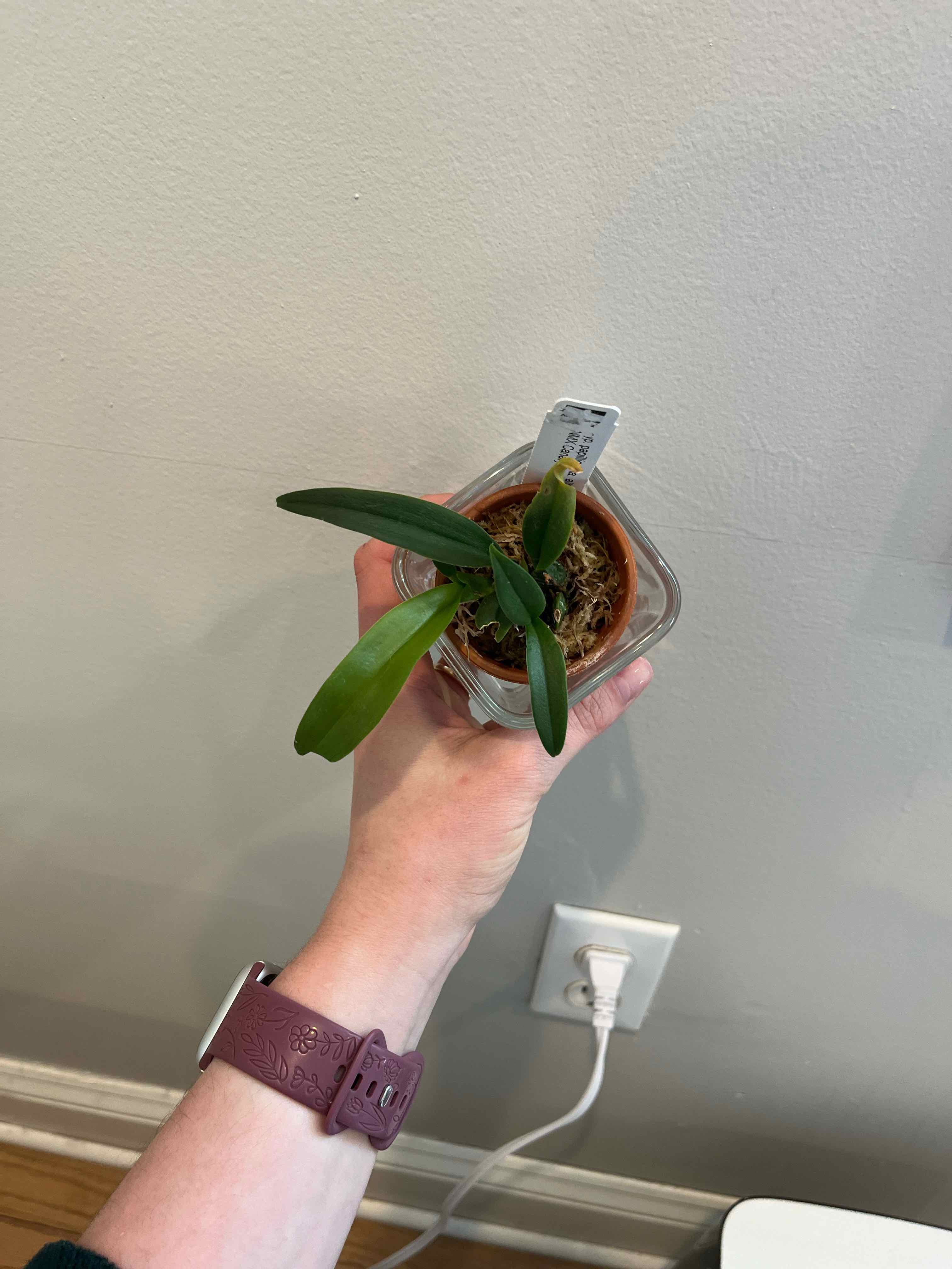 Photo of the plant species Psychopsis Orchid by @Gabigoo named Papillo fma. Alba Canary on Greg, the plant care app