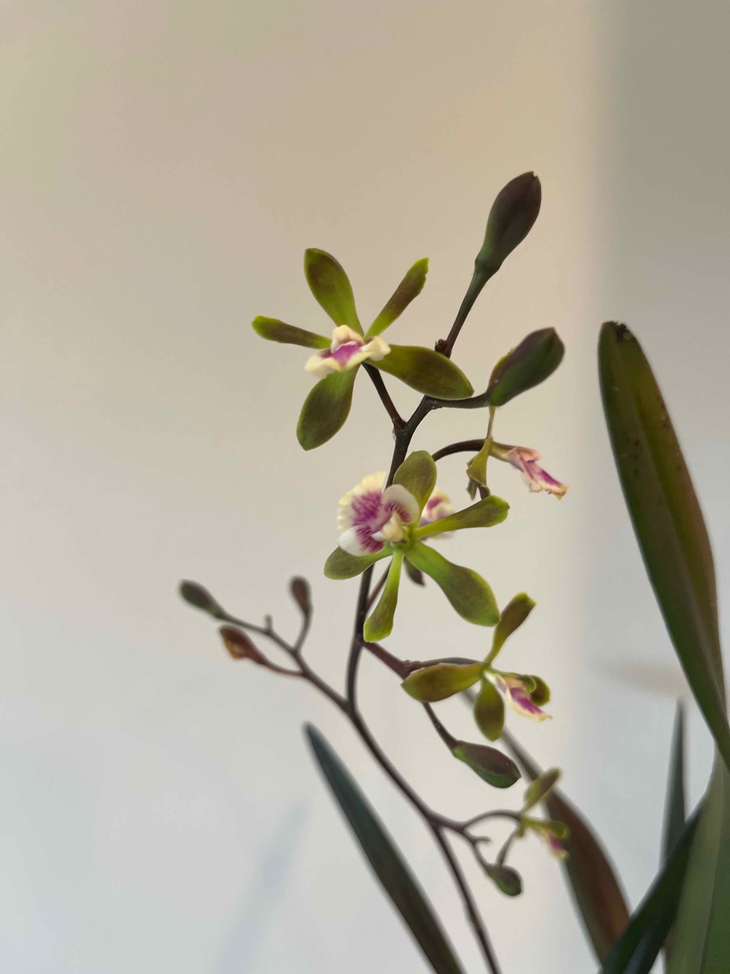 Photo of the plant species Encyclia by @Gabigoo named Serena O’Neal on Greg, the plant care app